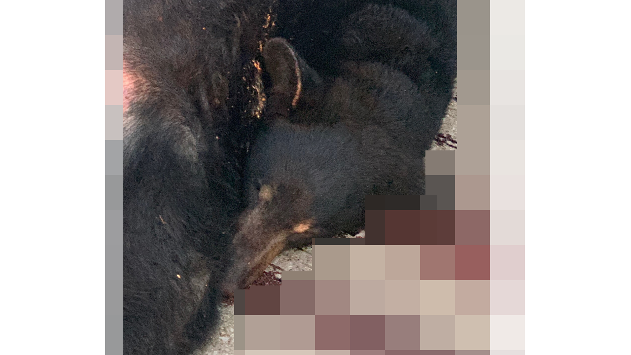 BEAR HIT AND KILLED ON I-65 9-15-2020 - COURTESY SHEPHERDSVILLE POLICE